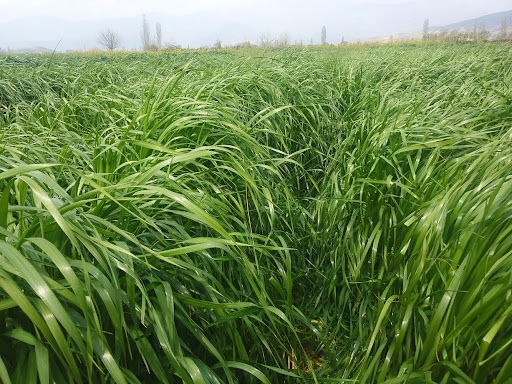 Cebios Italian Ryegrass Tohumu 25 kg