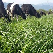 Cebios Italian Ryegrass Tohumu 25 kg